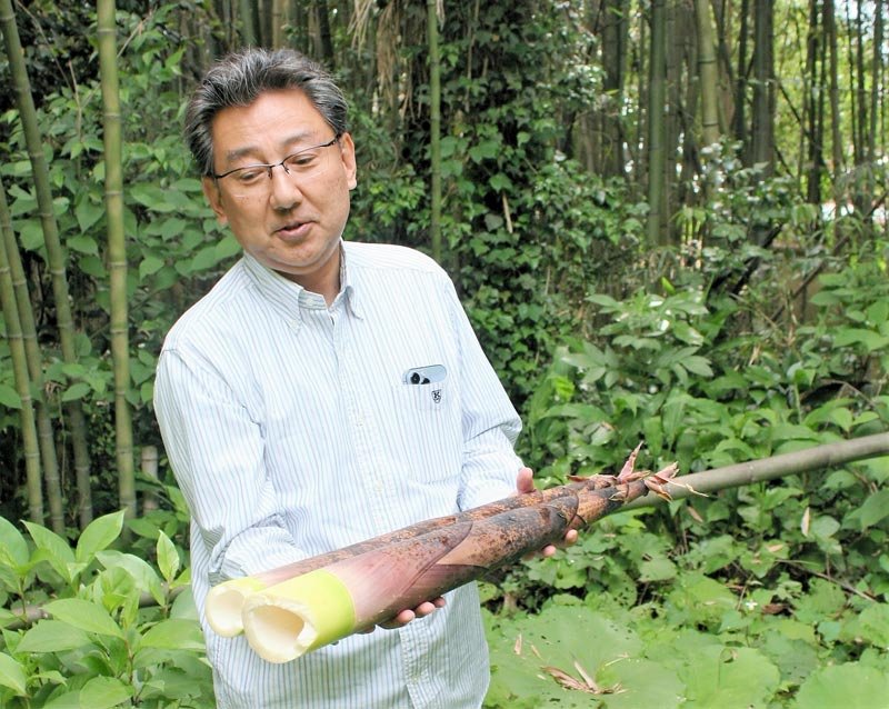 市原市下矢田の竹林でタケノコを収穫する高沢さん