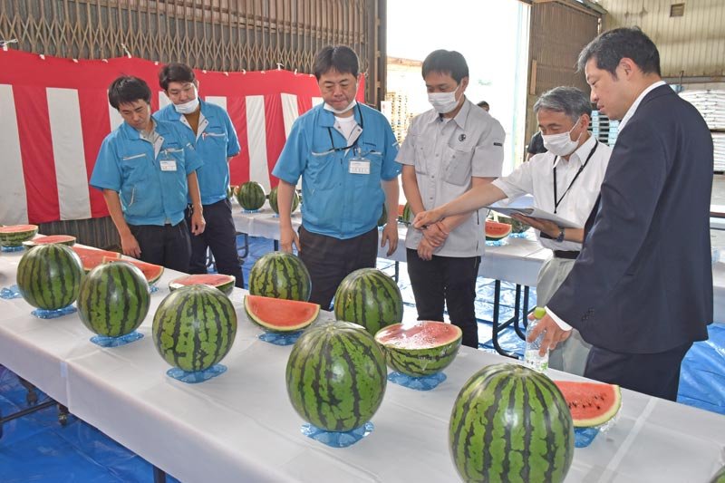 ４年ぶりに行われたスイカの出来栄えを競う品評会「八街市産業まつり夏野菜共進会」＝２４日、八街市