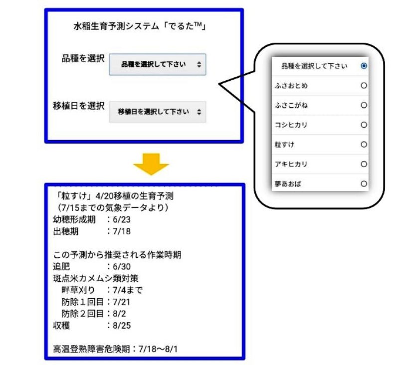 水稲生育、アプリで予測　千葉県の独自システム「でるた」開発　肥料追加や害虫駆除目安もお知らせ