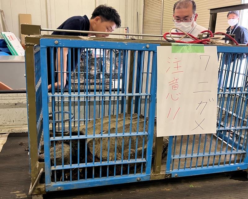 多古町常磐地区の用水路で捕獲されたワニガメ＝３１日、同町役場
