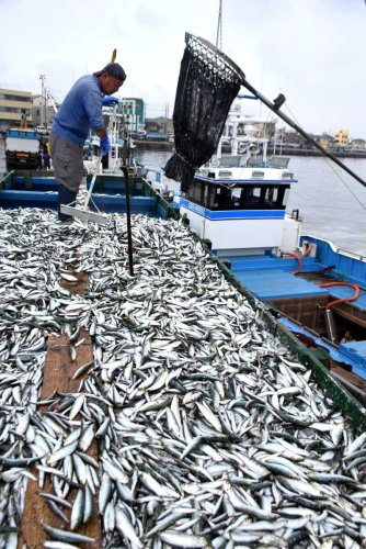 セグロイワシと混じって水揚げされていたマイワシ＝２６日、銚子市