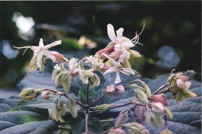 クサギの花＝２００９年７月２６日、千葉市（初芝清氏撮影）
