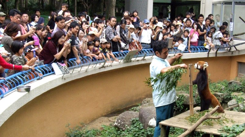 美しい立ち姿で魅了　入園者数、知名度アップも　【千葉市動物公園の”立”役者　レッサーパンダ風太２０歳】（上）