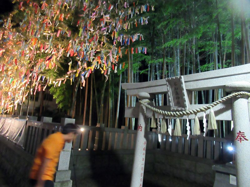 子どもたちの願いに光を　「八幡の藪知らず」ライトアップ始まる　七夕ちなみ１５日まで　市川