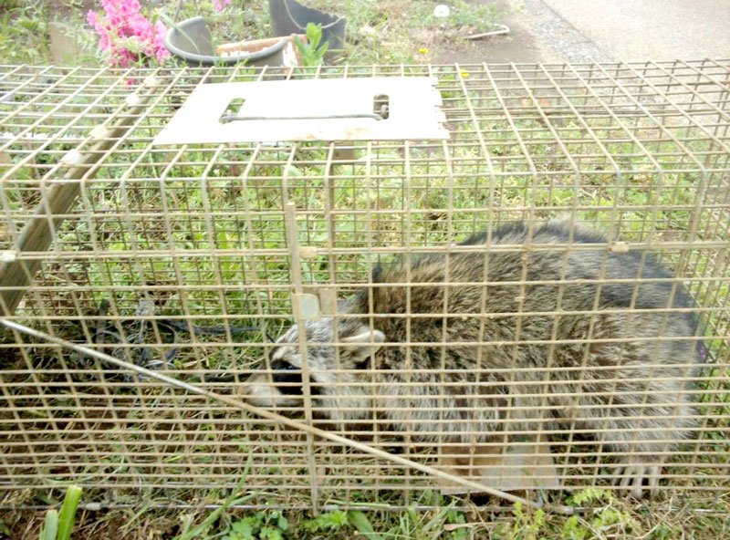 箱わなで捕獲されたアライグマ（千葉市提供）