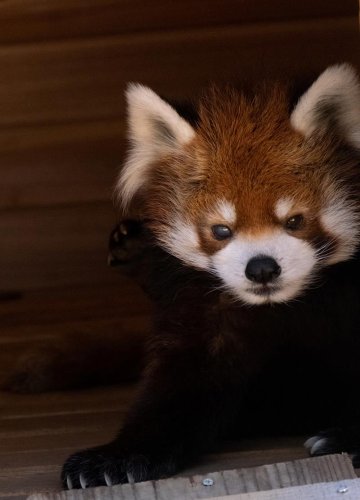 ２０歳になったレッサーパンダの風太（千葉市動物公園提供）
