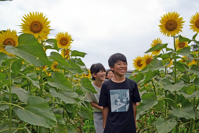 笑顔輝くヒマワリ満開　船橋・金杉小児童ら２万本栽培　９日までフェス、開花期間は一般公開