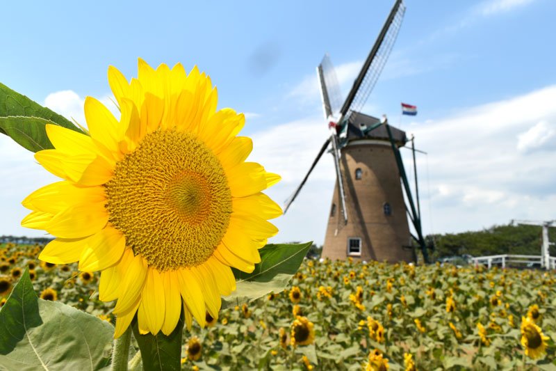 ヒマワリ約１万５千本の黄色の花が来場者の目を楽しませている=佐倉ふるさと広場