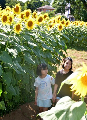 １万６５００本咲き誇る　ヒマワリ見頃　成田ゆめ牧場