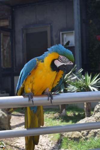 飼育体験できるインコ（アロハガーデンたてやま提供）
