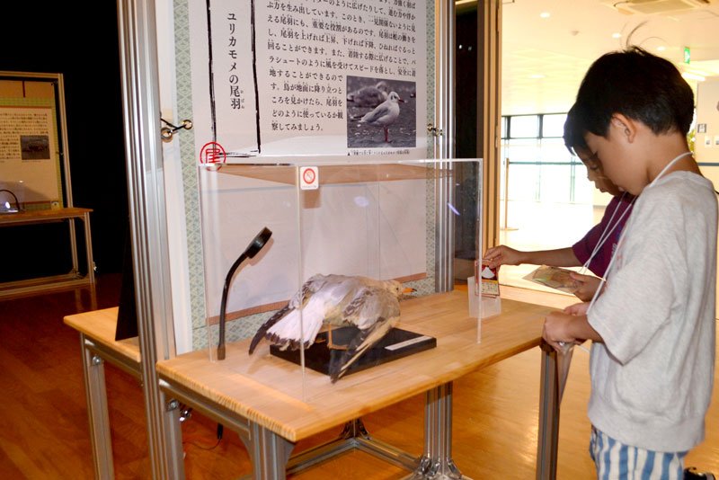 解説と標本を見て生き物の体の部位について学びながらカードを選んでいく＝船橋市のふなばし三番瀬環境学習館