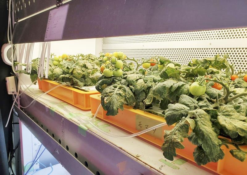千葉大の植物工場で栽培されているトマト（千葉大提供）（共同）
