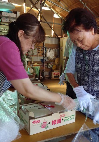 「姉崎いちじく」皇室献上へ　猛暑乗り越え上品な甘みと芳香　市原　相川さん、丹精込め栽培