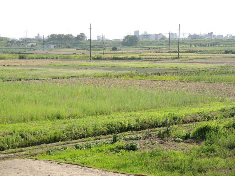 都心１５キロ圏内に唯一残る広大な田園地帯とされる松戸市矢切地区。今後のあり方が市都市計画審議会の議論で焦点となっている＝１９日、同市
