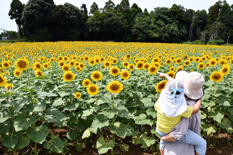 見頃を迎えたヒマワリ＝２８日、多古町
