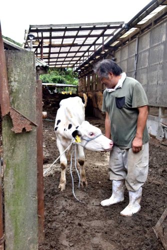濁流に流されたものの奇跡的に救助され、３日ぶりに戻ってきた雌の牛と吉野さん＝１１日、鴨川市
