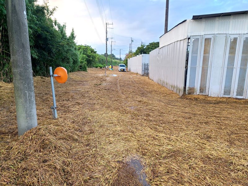 道路を埋め尽くす稲わら＝１２日、茂原市御蔵芝（同市提供）