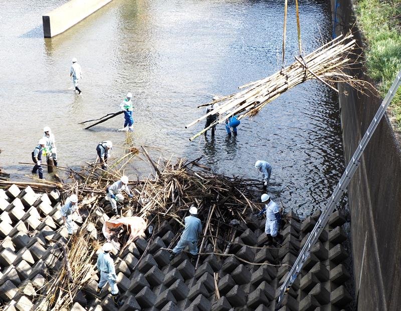 小櫃川に堆積した流竹木の除去作業＝２５日、木更津市
