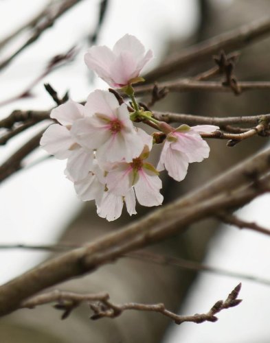 季節外れの花が開花したソメイヨシノ＝４日、成田市
