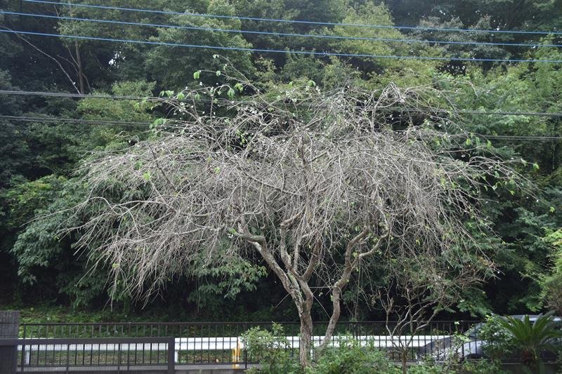 「秋桜」コスモスでなく…　サクラ各地で季節外れの開花　成田・佐倉