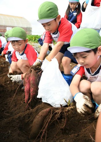 大きいの取れた！　園児７０人、収穫に汗　成田特産のサツマイモ