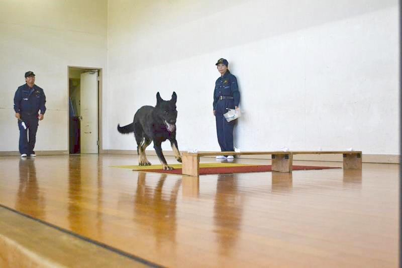 警察犬の仕事知って　嗅ぎ分け実演、坪井中生と交流