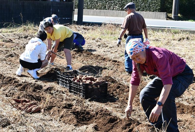 サツマイモを収穫する参加者＝香取市
