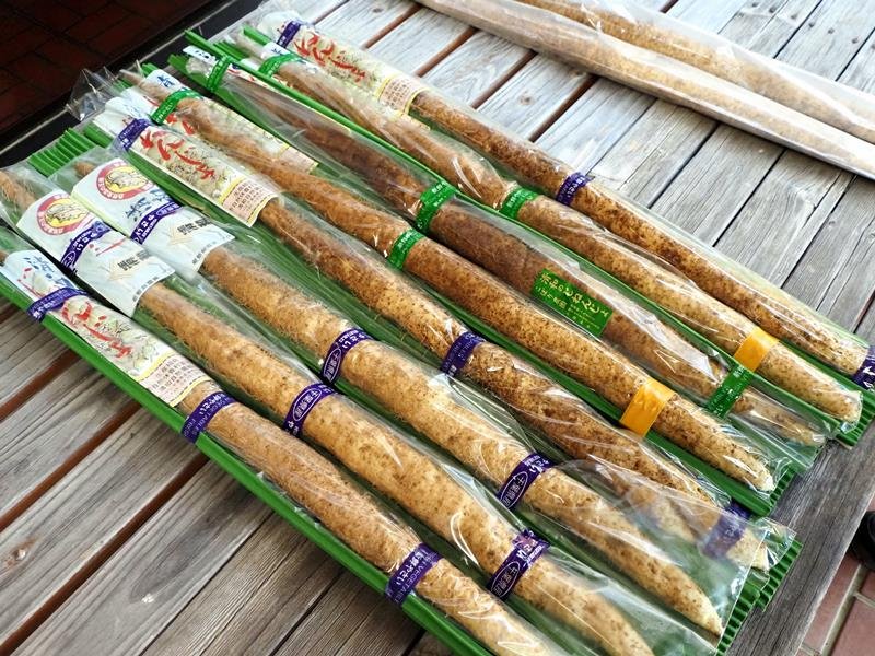 自然薯の収穫期到来、粘り気十分　君津・清和地区　試し掘りで「小ぶりも味良し」