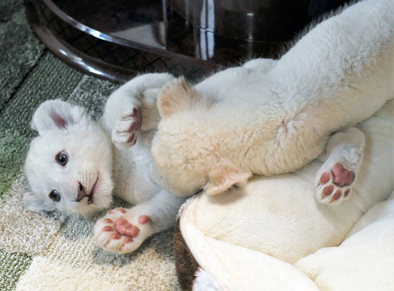 【動画あり】ホワイトライオンの赤ちゃん４頭誕生　じゃれ合ったりミルクを飲んだり…きょうだいすくすく　成田