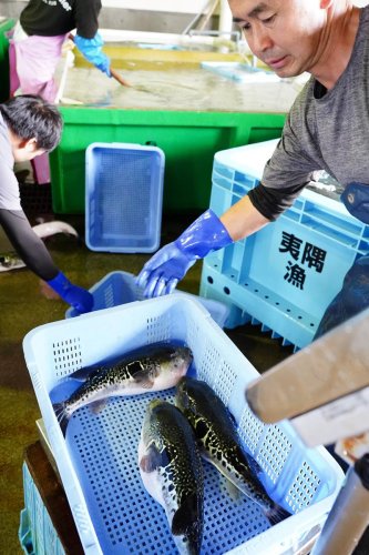 大原漁港に今シーズン初水揚げされたトラフグ＝６日、いすみ市
