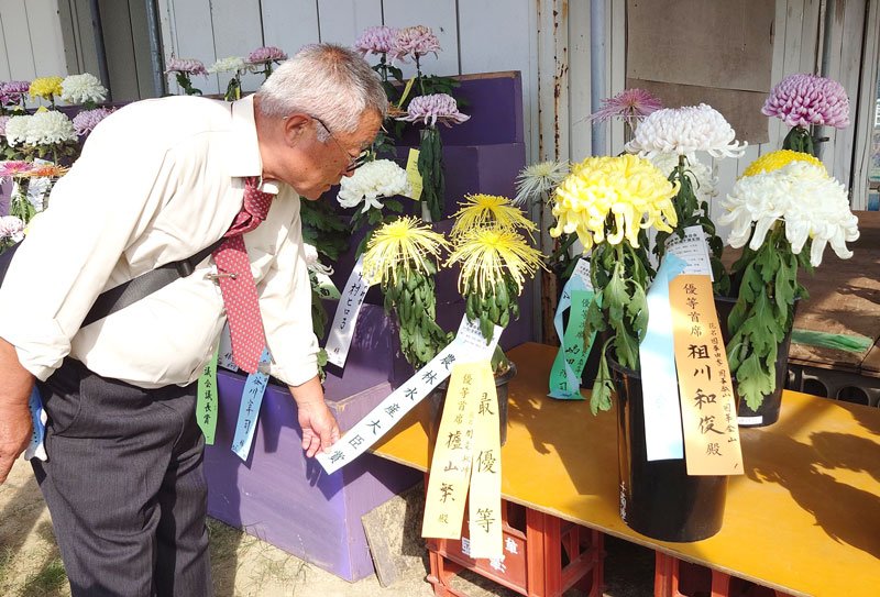美しい大輪が並ぶ県菊花大会＝市原市
