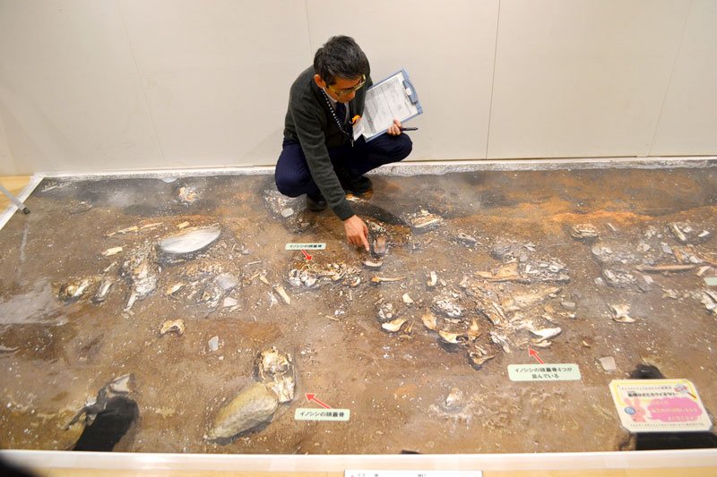 床に実物大写真で展示された竪穴住居跡の様子＝船橋市郷土資料館