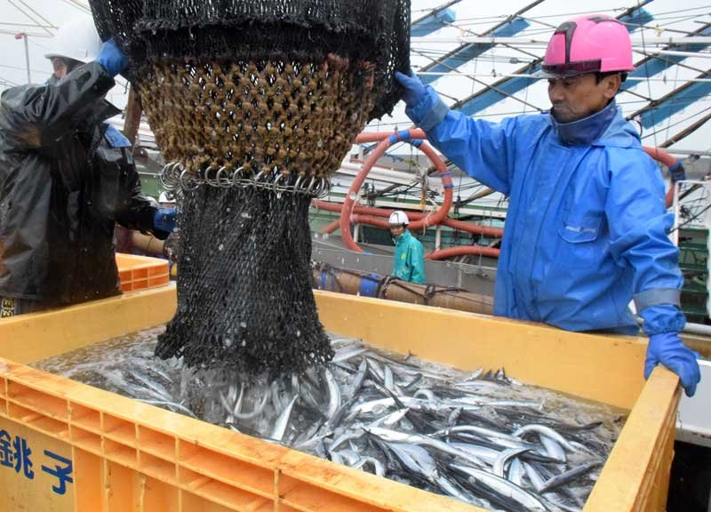 銚子漁港に水揚げされたサンマ＝１１月、銚子市