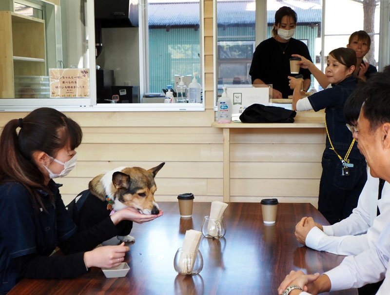 小学校跡地に芝生ドッグラン　カフェ備え、犬用スイーツも　愛犬家癒やしの場に　富津の「マメノキドッグパーク」