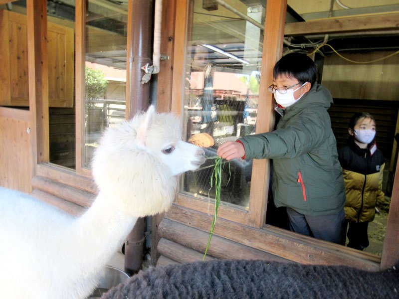 飼育員体験で、アルパカに草の餌を与える児童＝２５日、市川市