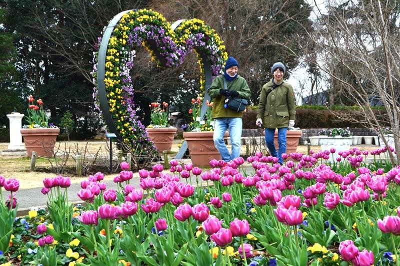 ふなばしアンデルセン公園で見頃を迎えているチューリップ＝１１日、船橋市