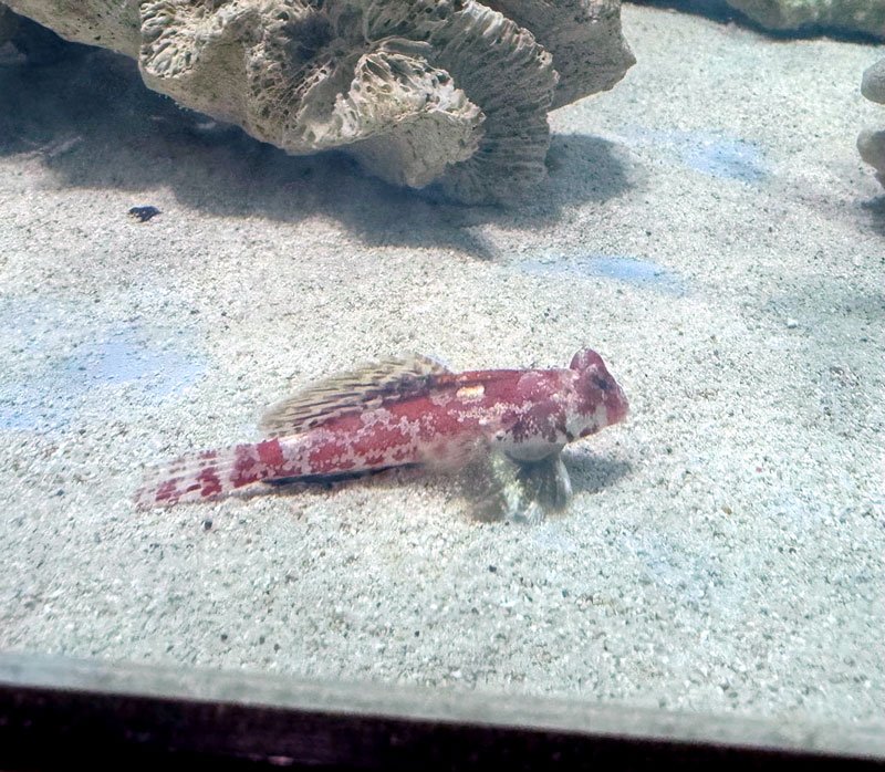 干支にちなんだ生物集合　イセエビなど３５点　鴨川シーワールド