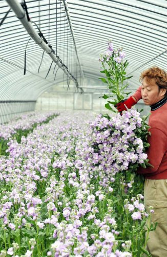 特産の花「ストック」の出荷で、薄紫色の品種「マリンカルテット」を収穫する農家＝２３日、館山市
