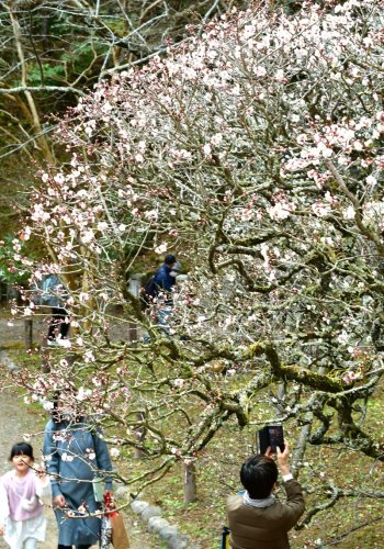 梅の花が美しく咲き、多くの人が訪れる成田山公園＝１７日、成田市