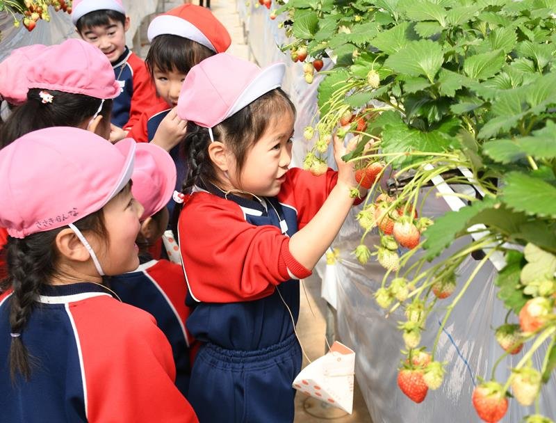 楽しそうにイチゴ狩りを体験する園児＝２７日、成田市