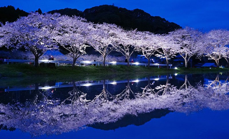 田んぼの水鏡に映るライトアップされた桜並木＝２０２３年３月、いすみ市
