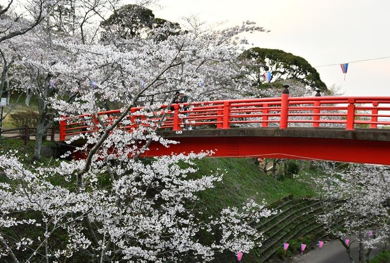 小見川千本桜、光の演出　城山公園でソメイヨシノ見頃　香取