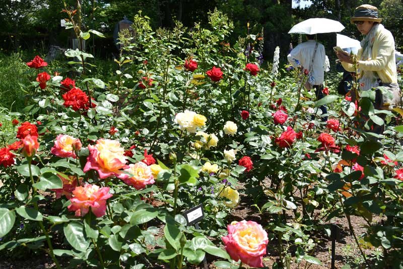 春バラ見頃、色とりどりにかぐわしく　佐倉草ぶえの丘