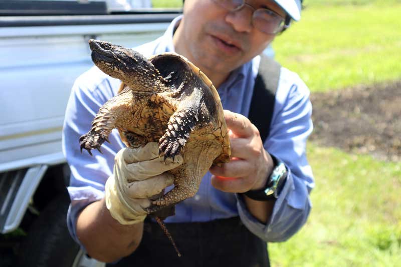 捕獲されたカミツキガメ＝１７日午前、佐倉市
