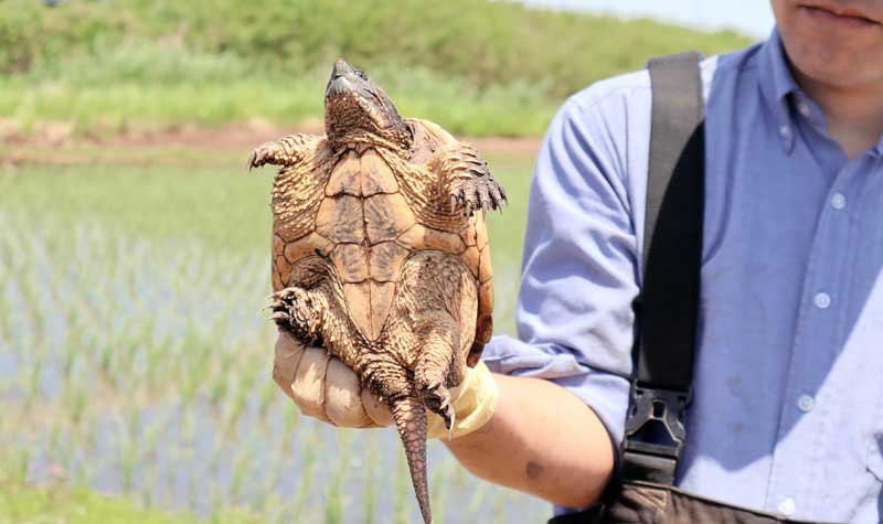 カミツキガメ根絶へ捕獲事業スタート　印旛沼流域　特定外来生物、かまれると大けがも