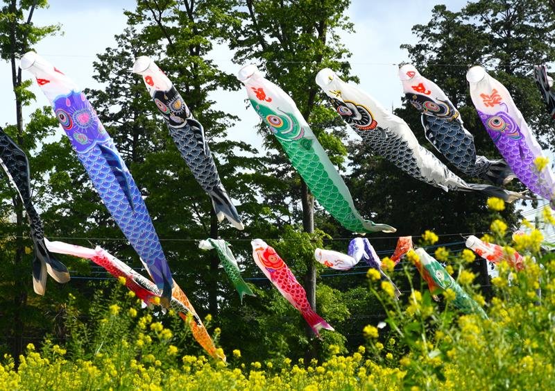 カラシナの花が咲く「黄色いじゅうたん」の上を悠々と泳ぐ巨大なこいのぼり＝２日、富里市
