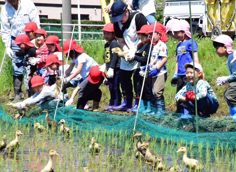 水田にアイガモを放ち笑顔を見せる園児たち＝５月１０日、長生村
