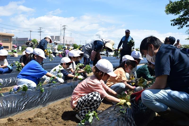 丁寧にサツマイモ苗を植え付ける小学生＝匝瑳市
