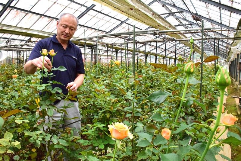 ガラス温室でバラを栽培する伸和園芸の米田さん＝２３日、茂原市
