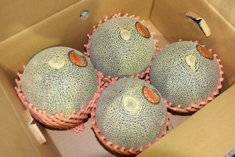 飯岡特産メロン、今年も太鼓判　旭で初出荷　初夏の味もうすぐ本格化